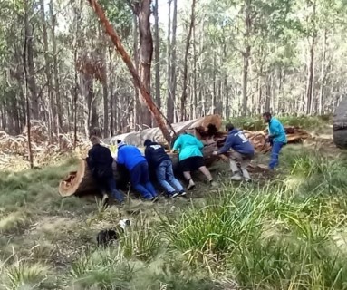 moving-the-log (Phone).jpeg